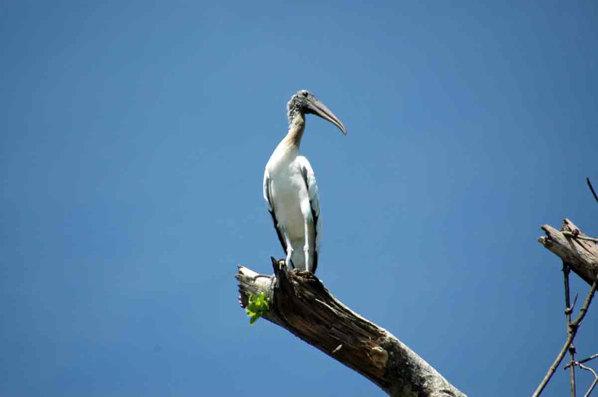 Galapagosbirdintree