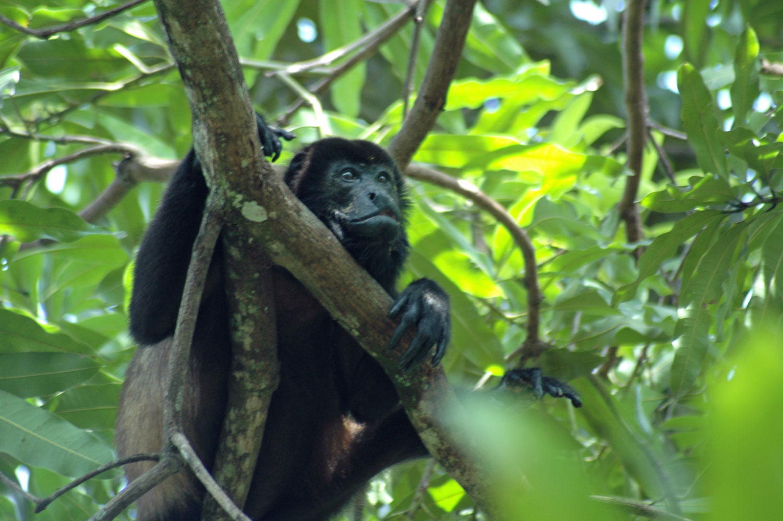 Howlermonkeycostarica
