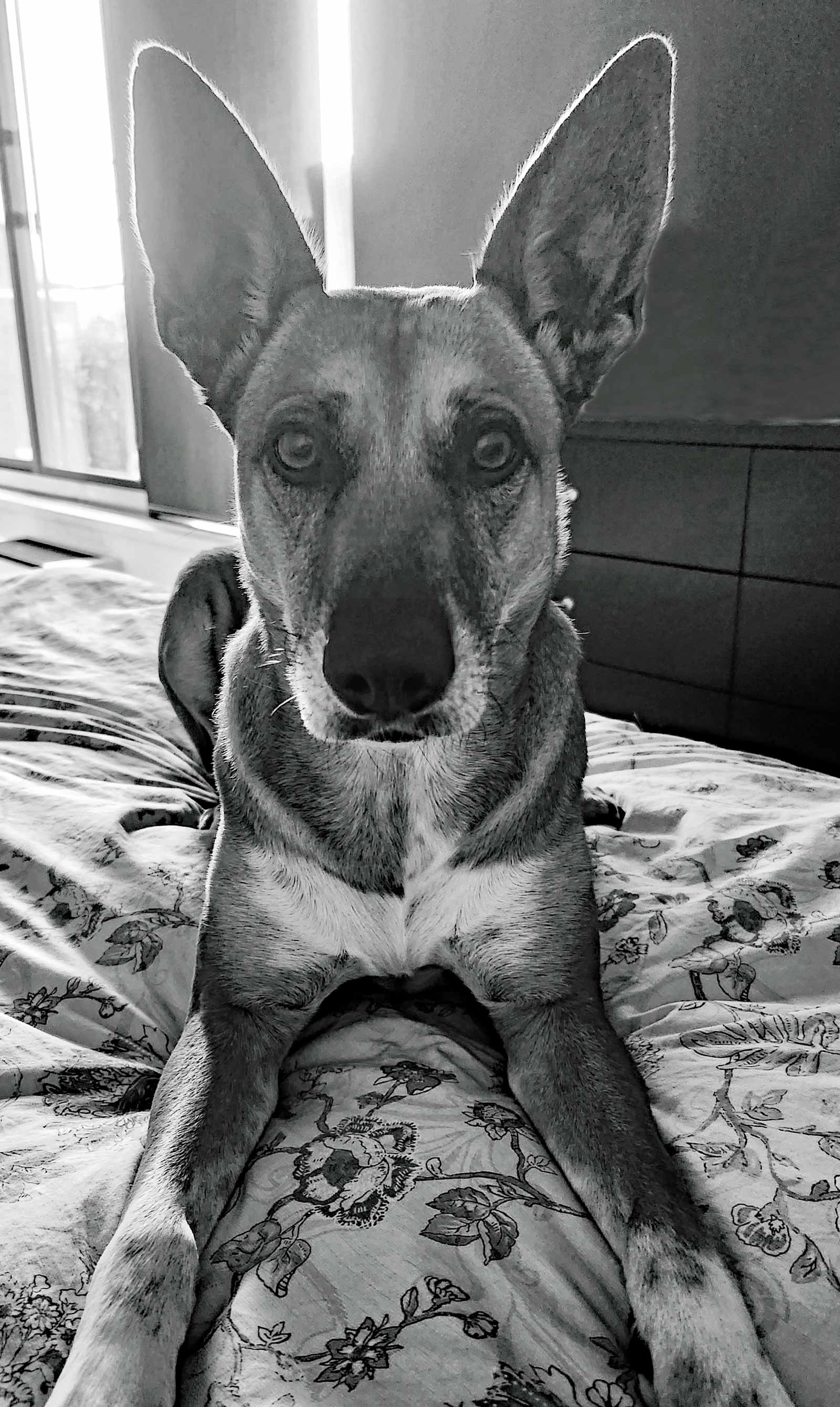 Cordie on Bed Black & White