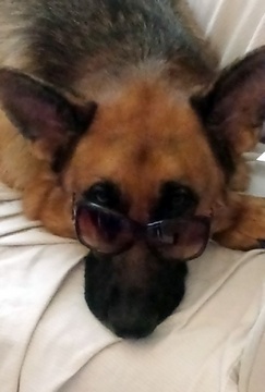 Lexi glasses
